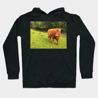 Scottish Highland Cattle Calf 2064 Hoodie